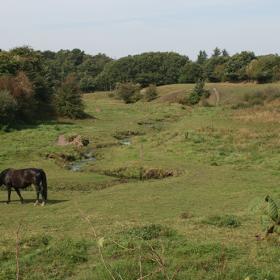 Heste i grønt landskab ved Kystbækken nær Holsted