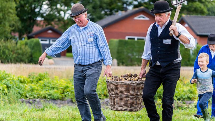 Kartoffelhøst med håndkraft - Hygum Hjemstavnsgård graver kartofler op til kartoffelfestival i Hovborg 