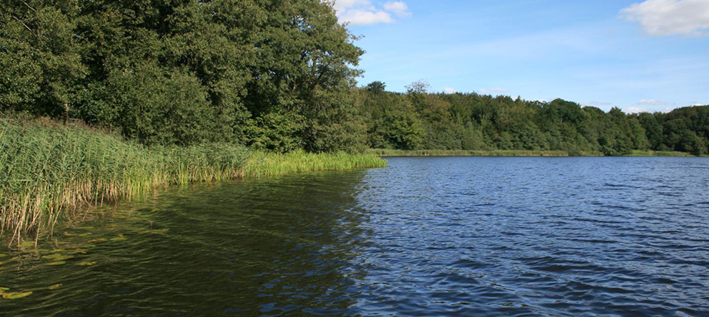 Blåt vand og grøn skov ved Jels