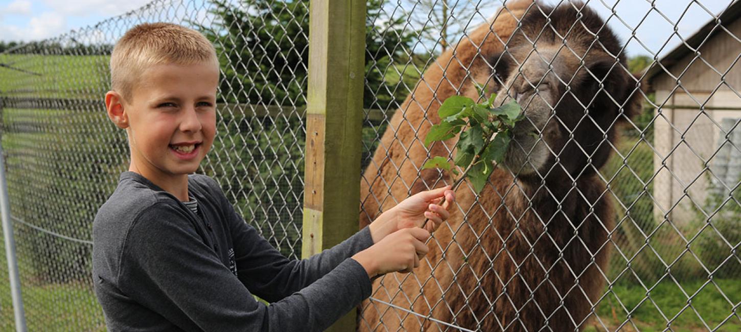 Dreng fodre en kamel