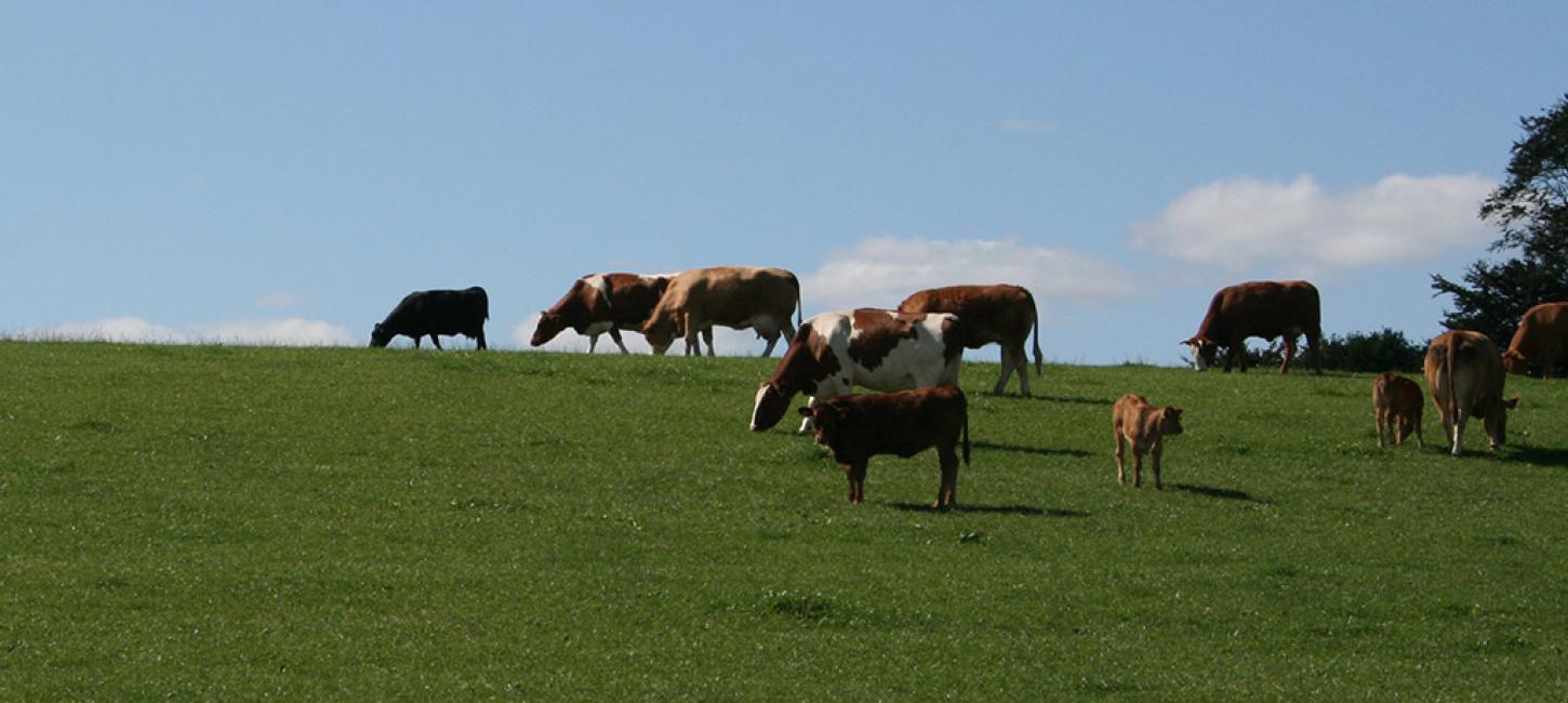 Køer på græs  - Fødevare DNA