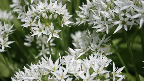 Ramsløg i blomst - sanketure 