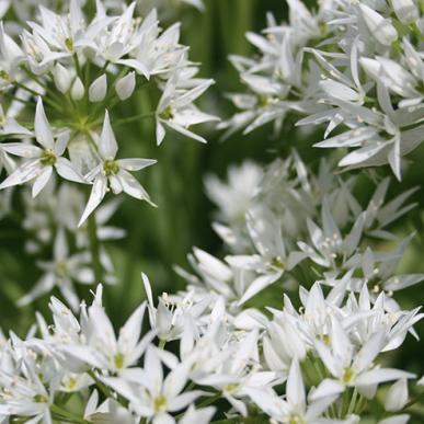 Ramsløg i blomst - sanketure 