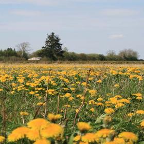 Farverig natur - nyd den. 